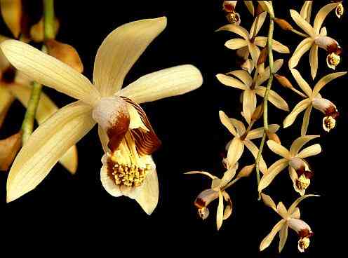 Coelogyne massangeana